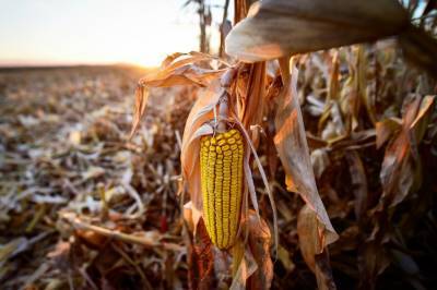 Минэкономики понизило прогноз урожая зерновых в Украине