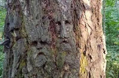 "Живое" дерево обнаружил москвич в Битцевском лесу