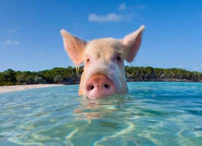 Новая капуста и экологически чистая свинья: генная инженерия подбирается к человеку