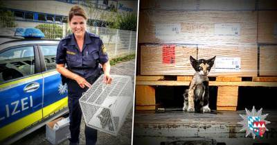 ФОТО: Кот доехал зайцем из Туниса в Германию в опломбированном грузовике