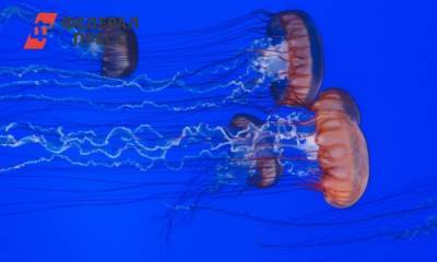 Как лечить укус медузы? Советы иммунолога