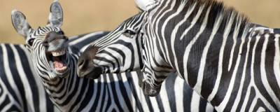 Ученые приблизились к разгадке тайны рисунка зебр