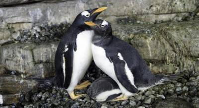 В Испании пара пингвинов-лесбиянок стала родителями (видео)