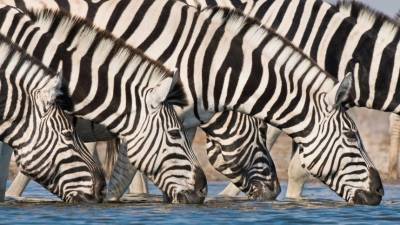 Британские ученые разгадали секрет полосок зебры