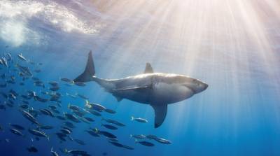 Десятки акул напали на лосося, которого поймали в рыбацкие сети