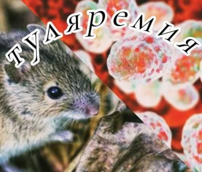 В Смоленской области зафиксировали возбудителя опасного инфекционного заболевания