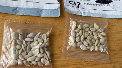 В США объяснили получение людьми странных посылок с семенами из Китая