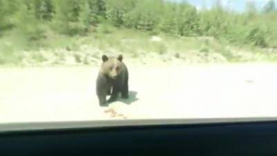 Якутские медведи начали терроризировать население