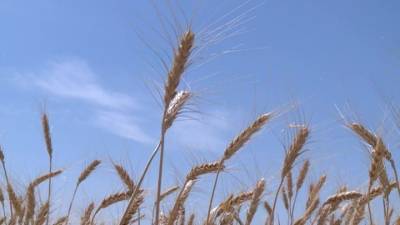 Новости на "России 24". Рубеж в 4 с половиной миллиона тонн зерна преодолели аграрии Волгоградской области
