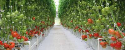 В комплексе «Талая» на Колыме будут выращивать овощи и ягоды