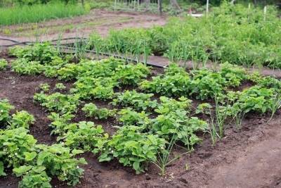 Владельцы огородов в Сорочинске пожаловались на отсутствие воды