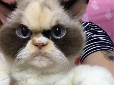 Замена Grumpy cat: Кошка покорила Сеть суровым взглядом