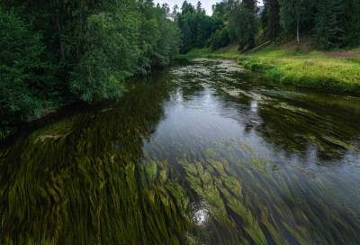 Спокойствие и гармония: фотограф показал красоты реки Оредеж