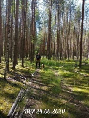 Двух мужчин ищут в лесах Белозерского района