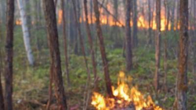В России сокращается площадь природных пожаров