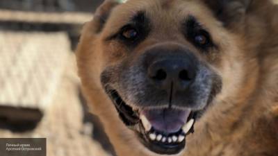 Бродячие собаки атаковали Калининградский зоопарк