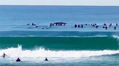 Подплывшие близко к серферам горбатые киты в Сиднее попали на видео