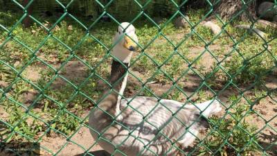 Собаки терзают птиц в зоопарке Калининграда