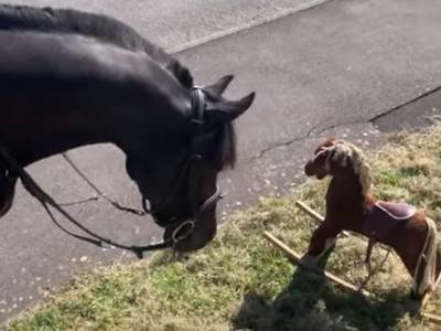 Лошади испугались игрушечной копии коня и развеселили Сеть