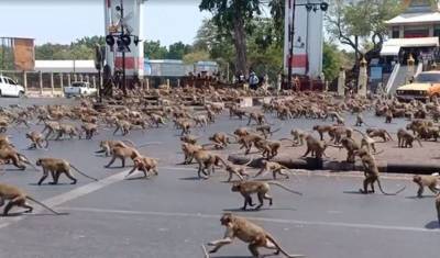 Фото дня: в Таиланде голодные обезьяны захватили целый город