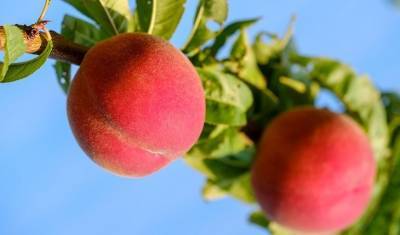 Ученый объяснил, при каких болезнях помогают персики
