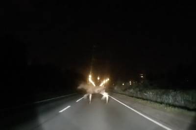 Двух лосят заметили на Горском шоссе в Петербурге