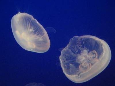 На берег азовского курорта вынесло тысячи дохлых медуз: море превратилось в зловонный кисель