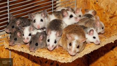 Мышей с Альцгеймером вылечили при помощи генной терапии