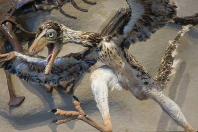 Китайские ученые подтвердили раннее родство динозавров с птицами