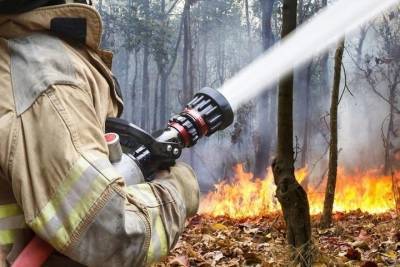 В Тверской области определились, кто стал лучшим лесным пожарным