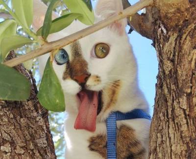 Выразительная морда: кот Боуи с разными глазами покорил интернет