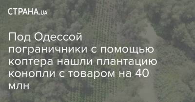 Под Одессой пограничники с помощью коптера нашли плантацию конопли с товаром на 40 млн