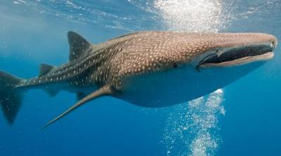 Огромная акула захотела ласки и отправилась к людям - видео