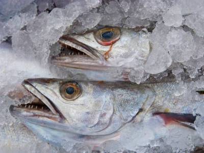 Росрыболовство согласилось на год увеличить срок хранения замороженной рыбы