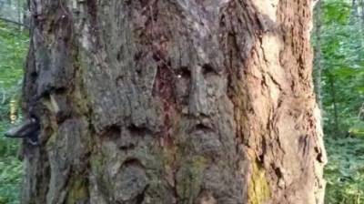 В одном из российских городов на деревьях появились человеческие лица