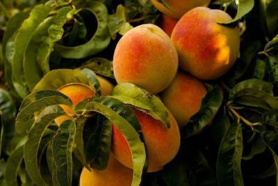 В Волгограде обнаружили в партии иранских персиков опасную плодожорку