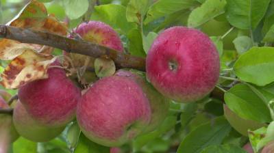 Воронежцам рассказали, ждать ли повышения цен на яблоки