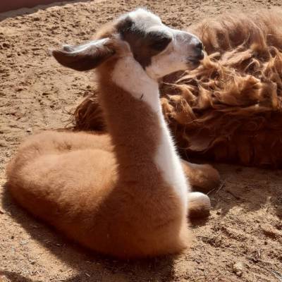 Папа - Герасим, мама - Красавка: ламы липецкого зоопарка стали родителями