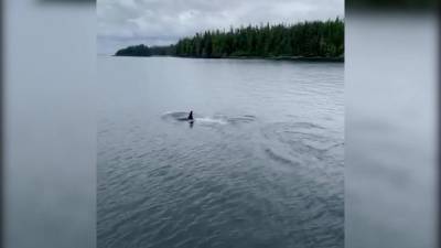 Редчайший кит-убийца белого окраса попал на видео