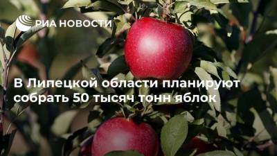 В Липецкой области планируют собрать 50 тысяч тонн яблок