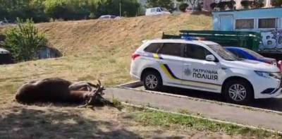 В Киеве авто сбило рогатого красавчика из леса, видео ЧП: "Гулял по Выдубичам"