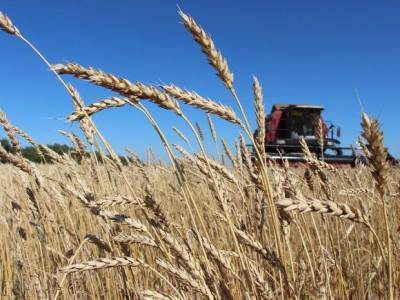 Собранная в Алтайском крае пшеница нового урожая соответствует высоким стандартам