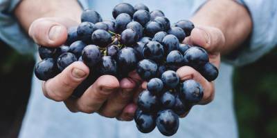Полезные свойства винограда, о которых вы могли не знать