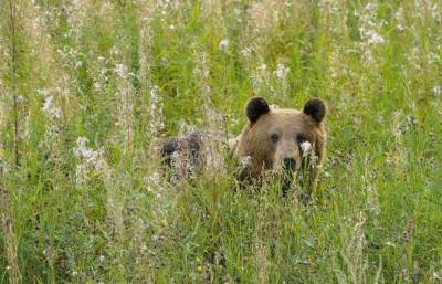 В Тверской области можно погулять с дикими медведями на овсяном поле