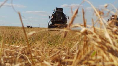 Американские эксперты предсказали РФ доминирование на мировом рынке зерна