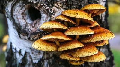 Ученый опроверг опасность грибов на стволах деревьев в Подмосковье