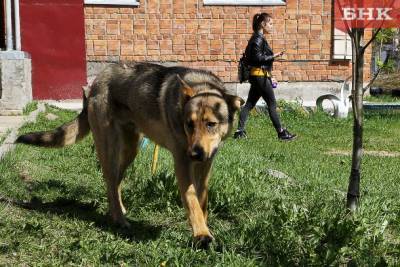 Не пускать животных в скверы и убирать за собаками: в Сыктывкаре обновили правила содержания и выгула питомцев