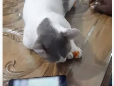 Кот, который любит лежать рядом со смартфоном хозяина, стал звездой Сети