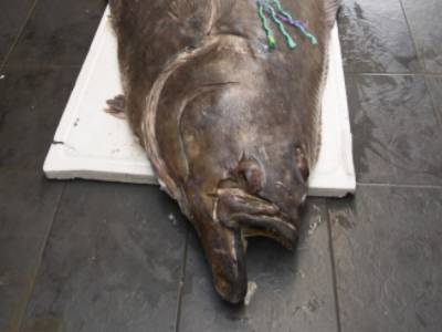 Рыбаки поймали рыбу-«монстра» и продали за 2,5 тысячи долларов