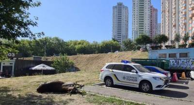 В Киеве машина сбила лося, который был звездой соцсетей (фото)